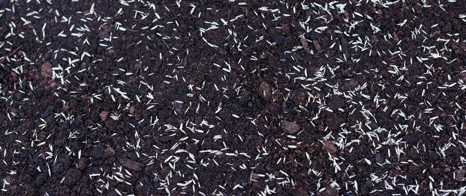 Bare dirt with new grass seeds in Cary, NC.