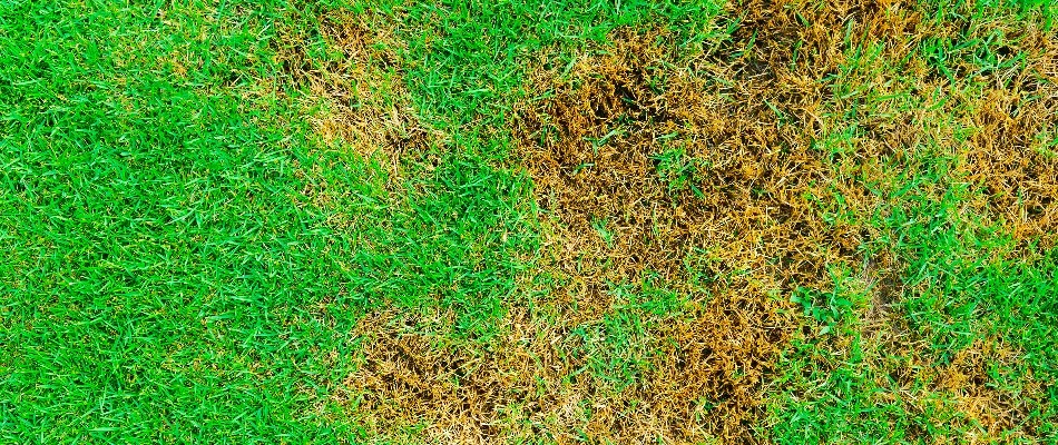 Brown patch disease on a lawn in Cary, NC.