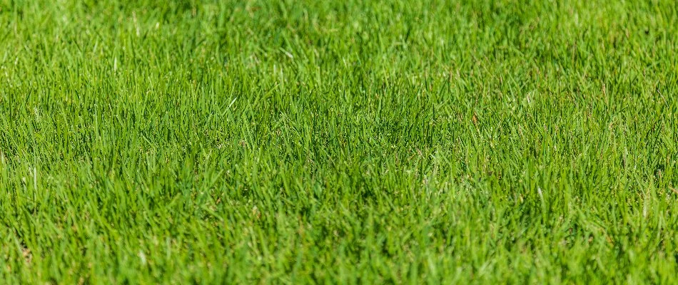 Closeup of bright, green grass in Cary, NC.