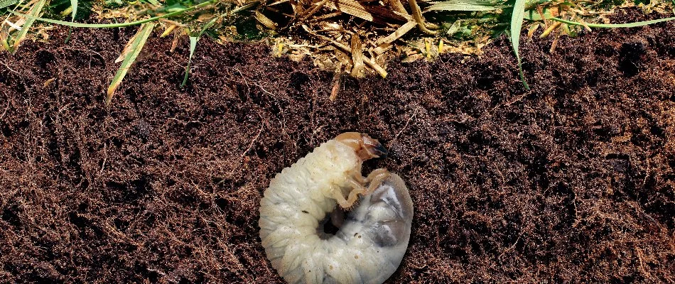 Grub in the soil on a property in Cary, NC.