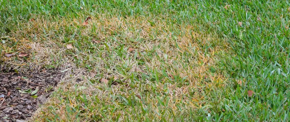 Large patch lawn disease on a turf in Cary, NC.