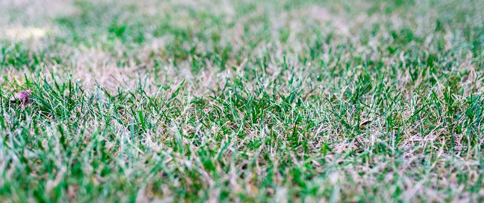 Low view of bleached grass in Cary, NC.