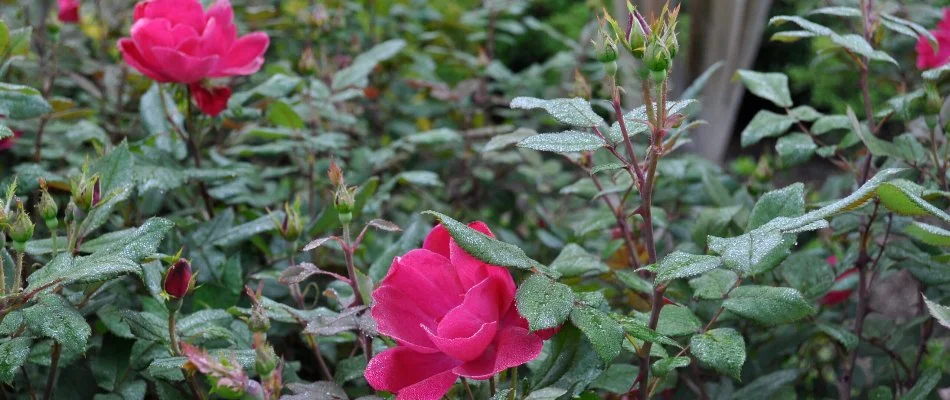 Pink roses on a landscape in Wendell, NC.