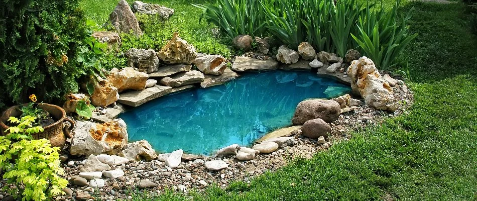 Plants and rocks around a small pond in Cary, NC.