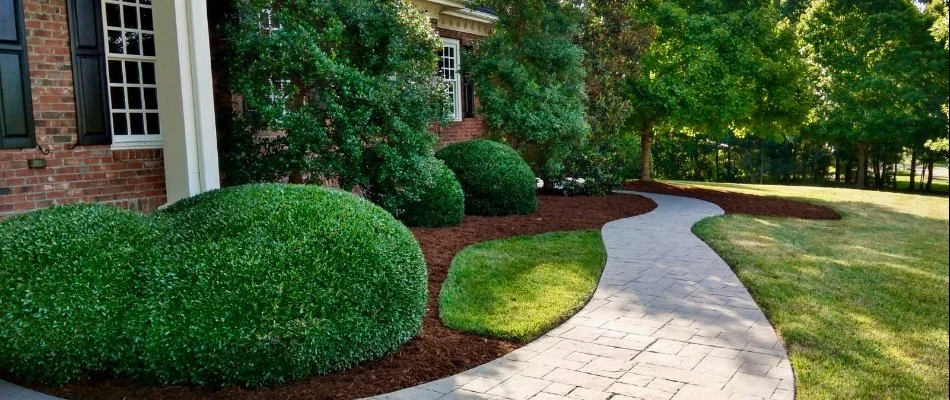 Trimmed plants in front of a house in Neuse, NC.