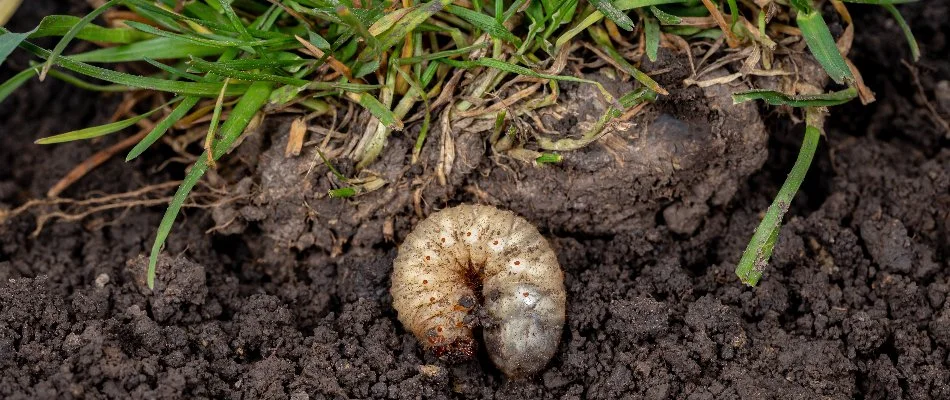 Grub in soil under grass in Cary, NC.